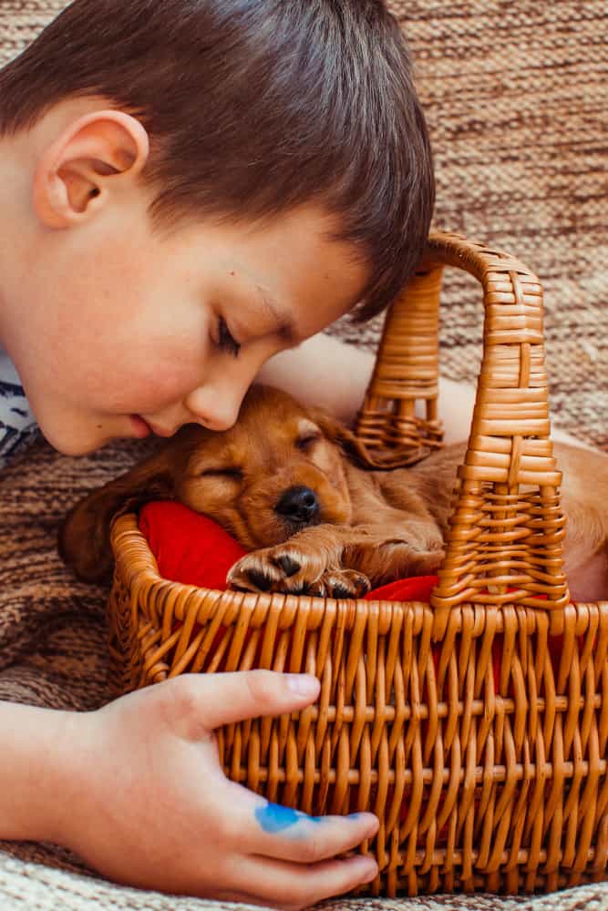 cane bambino lutto psicoterapia roma prati