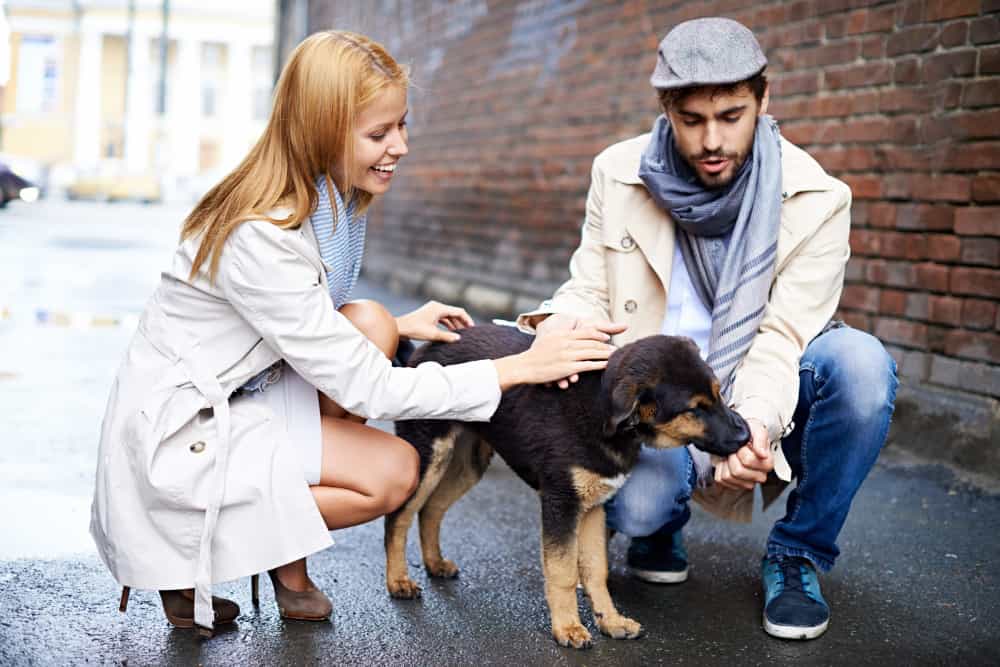 perché non si ma giochi psicologici cane benessere famiglia psicoterapia roma prati