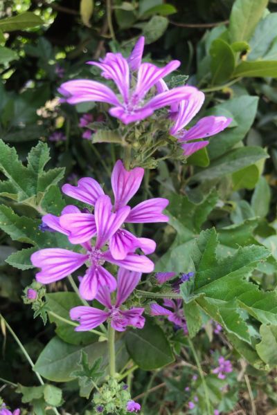 malva silvestris riconoscimento e raccolta erbe spontanee mangerecce psicoterapia roma prati